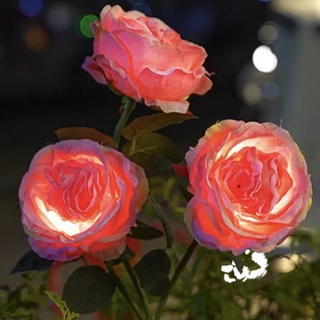 Solcellelampe med lyserøde roser